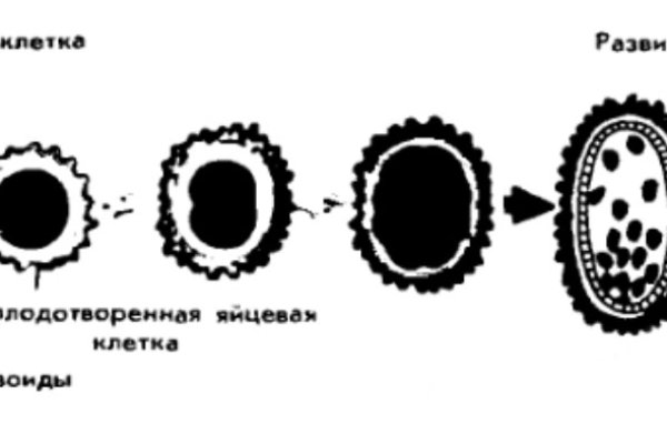 Кракен картель