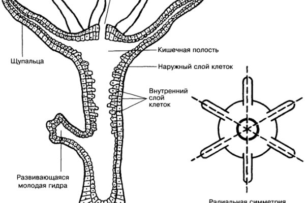 Рабочая ссылка на кракен в торе